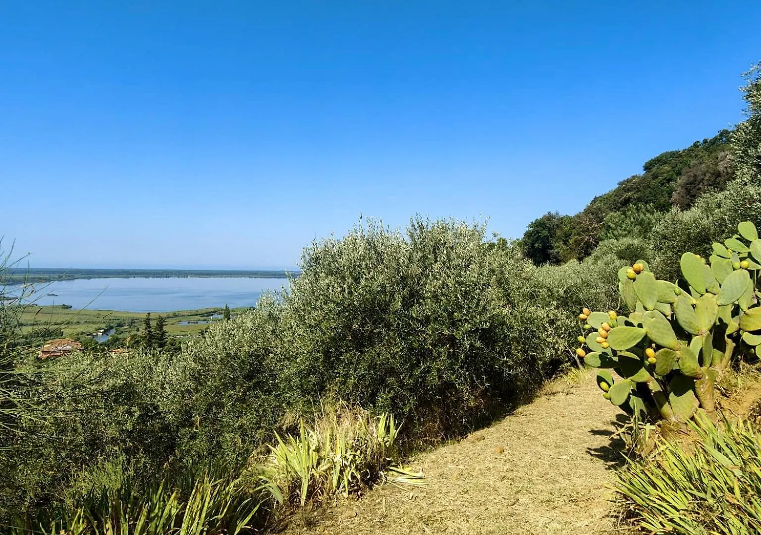 Massaciuccoli Romana Holiday home