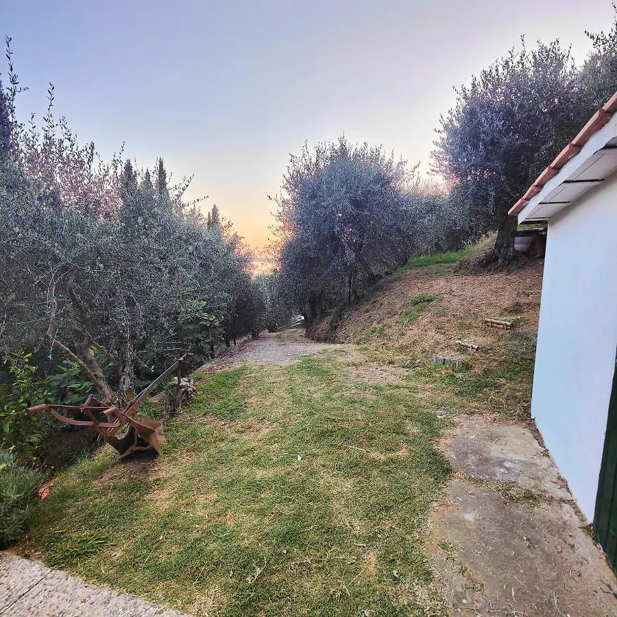 Massaciuccoli Romana 0*,